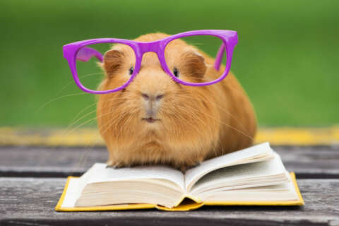 Talent: Ein Hamster hat eine Brille auf und steht auf einem Buch
