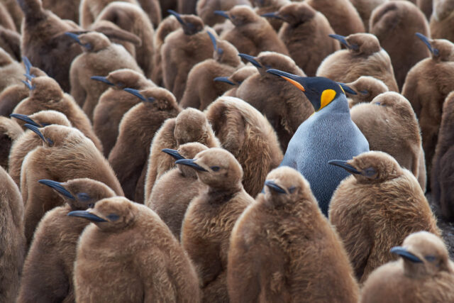 Die eigene Persönlichkeit: Königspinguin in einer Gruppe von heranwachsenden Pinguinen