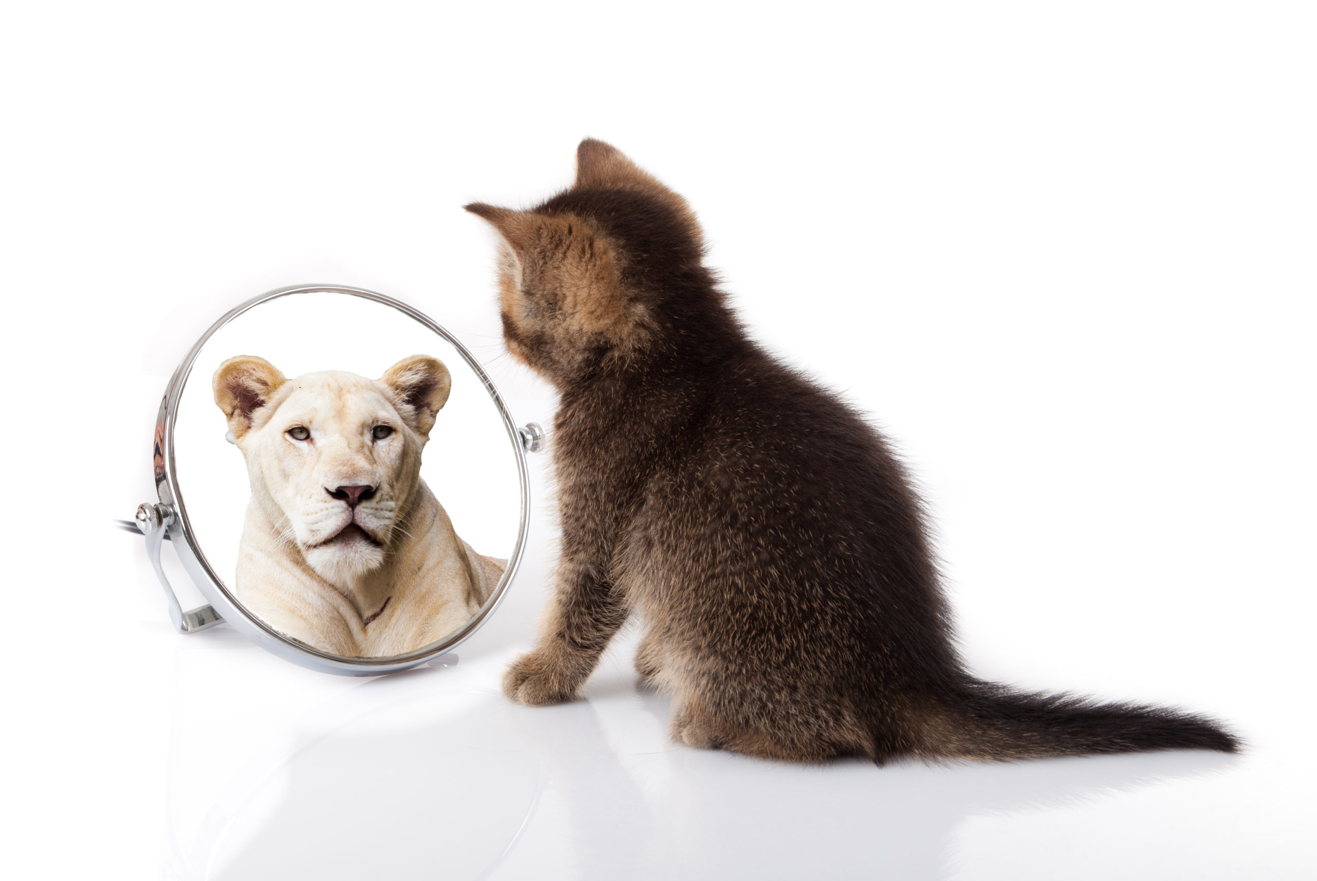Persönlichkeitsentwicklung: Eine Katze schaut in den Spiegel aus dem ein Löwe zurück blickt