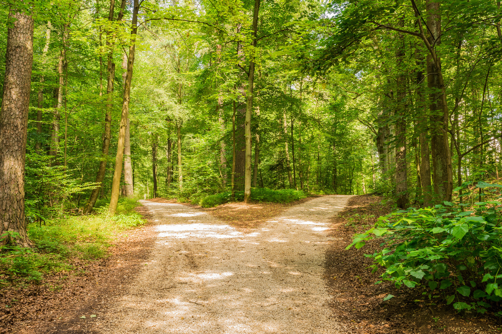 Im Wald unterteilt sich der Weg in zwei Wege.