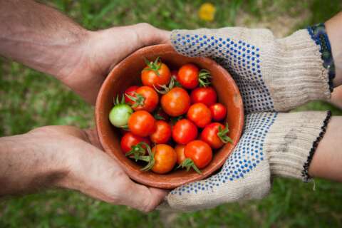 Urban Gardening: Zwei Paar Hände halten eine Tonschüssel mit Tomaten