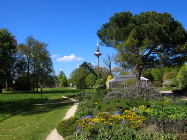 Blick aus dem Palmengarten auf den Fernsehturm