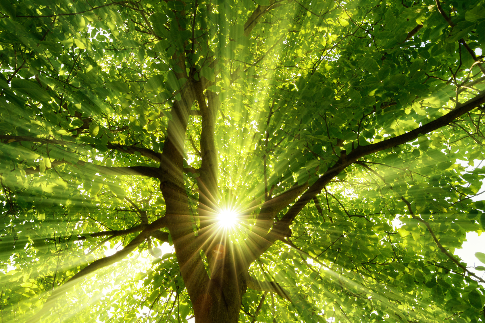 Gegen Stress helfen Ruhepausen: Sonne strahlt explosiv durch den Baum