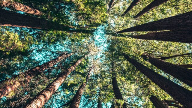 Foto: Casey Horner, unsplash