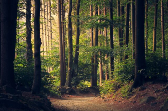 Foto: Lukasz Szmigiel, unsplash