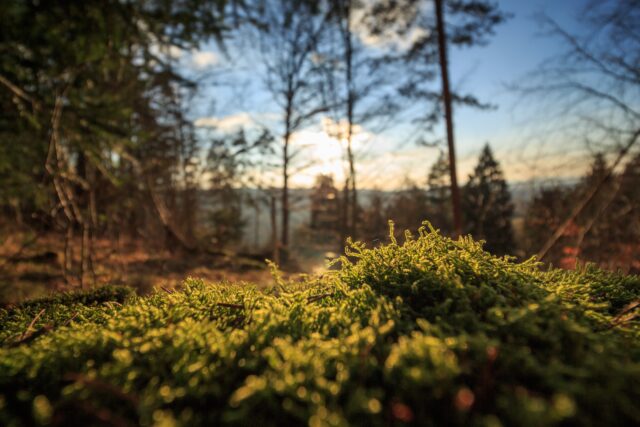Foto: Tim Schramm, unsplash