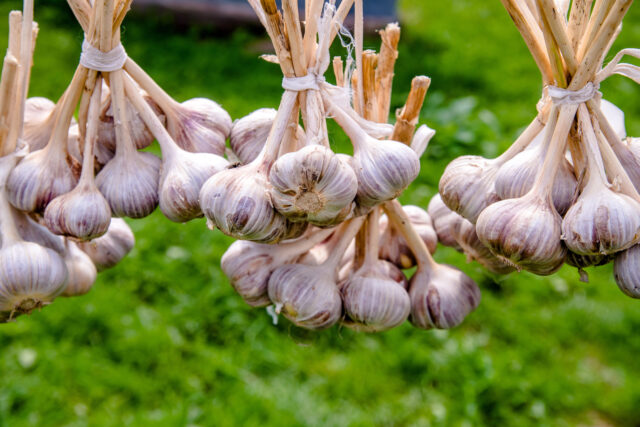 Superfood: Einige Bündel Knoblauch trocknen an der frischen Luft