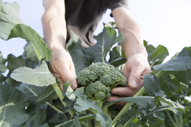 Superfood: Ein Mann erntet frischen Brokkoli