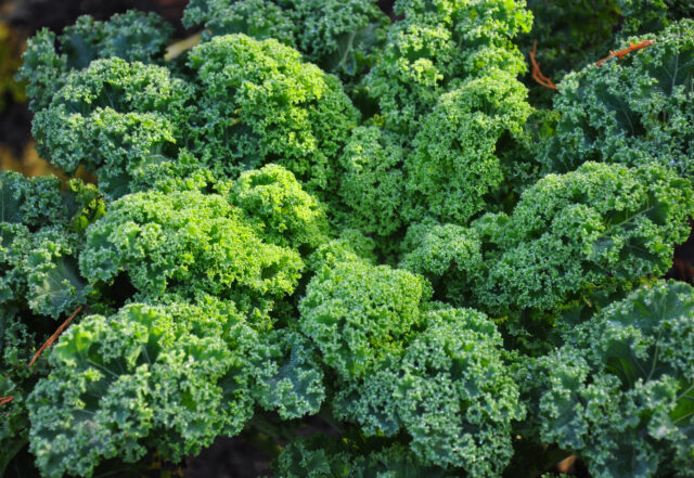 Superfood: frischer Grünkohl