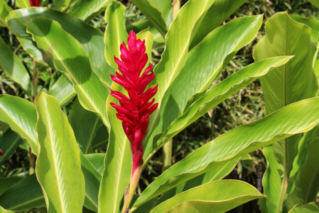 Ingwer: gro&szlig;e Pflanze mit pinker Bl&uuml;te