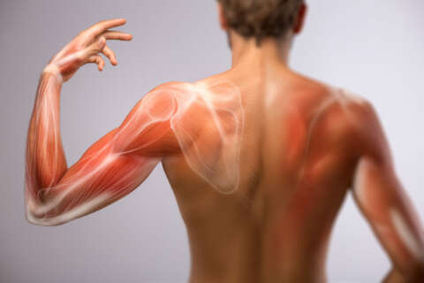 Faszien: Ansicht auf die Körper-Rückseite. Anatomie des menschlichen Arms und Schulterblatts