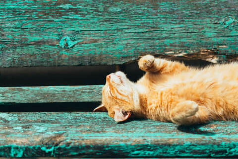 Frühlingssonne: Ein Katze liegt auf einer Bank und reckt sich in die Sonne