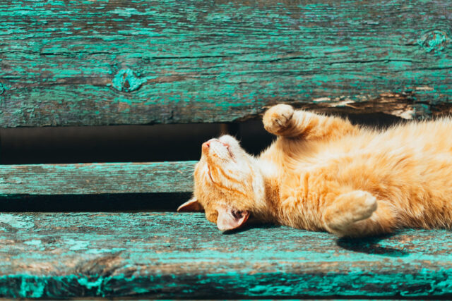 Fr&uuml;hlingssonne: Ein Katze liegt auf einer Bank und reckt sich in die Sonne