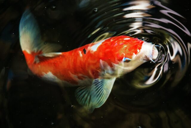 Atmen und Stress: Ein Koi taucht an der Wasseroberfläche auf und atmet