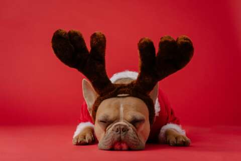Alle Jahre wieder: Entspannte Bulldogge mit Elchgeweih vor rotem Hintergrund