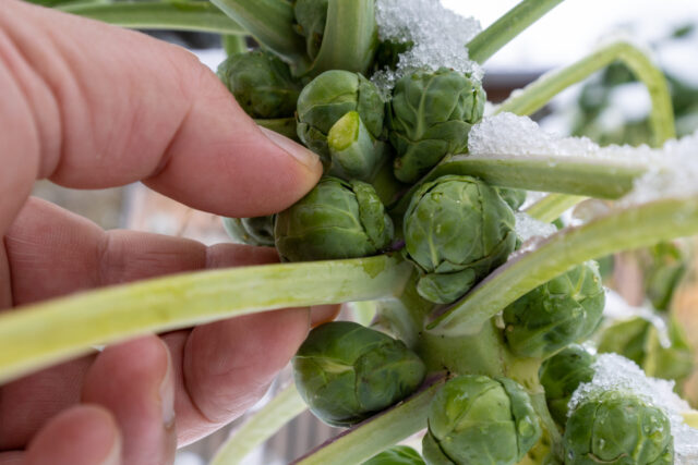 Frischer Rosenkohl wird von der Pflanze, die mit Schnee bedeckt ist, geerntet.