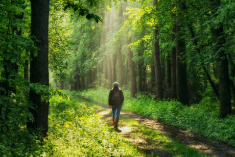 Bewegung: Eine Frau spaziert über einen Waldweg