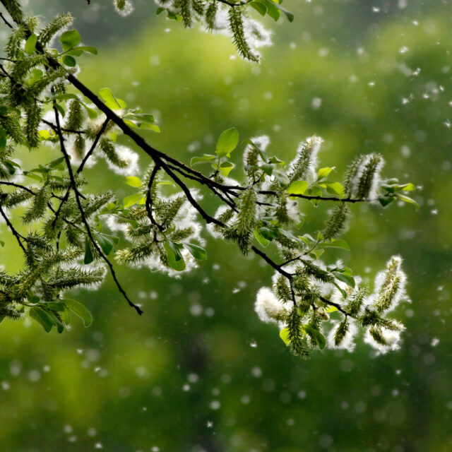 Endlich Fr&uuml;hling: Ast mit Weidenk&auml;tzchen und Pollenflug