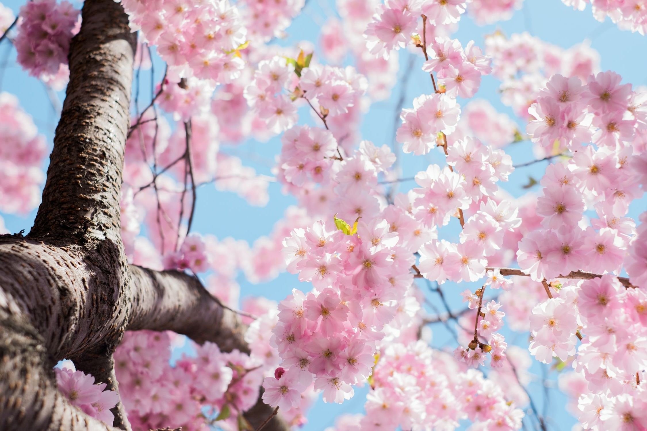 Endlich Frühling: Kirschbaumblüten vor blauem Himmel