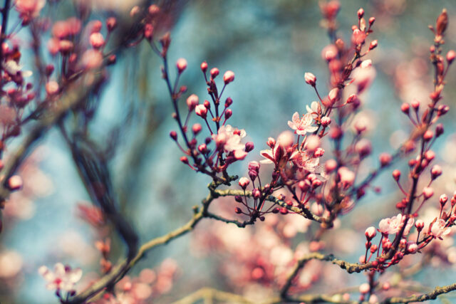 Fr&uuml;hling: Baum mit Kirchbl&uuml;ten