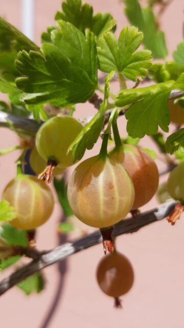 Stachelbeeren am Strauch