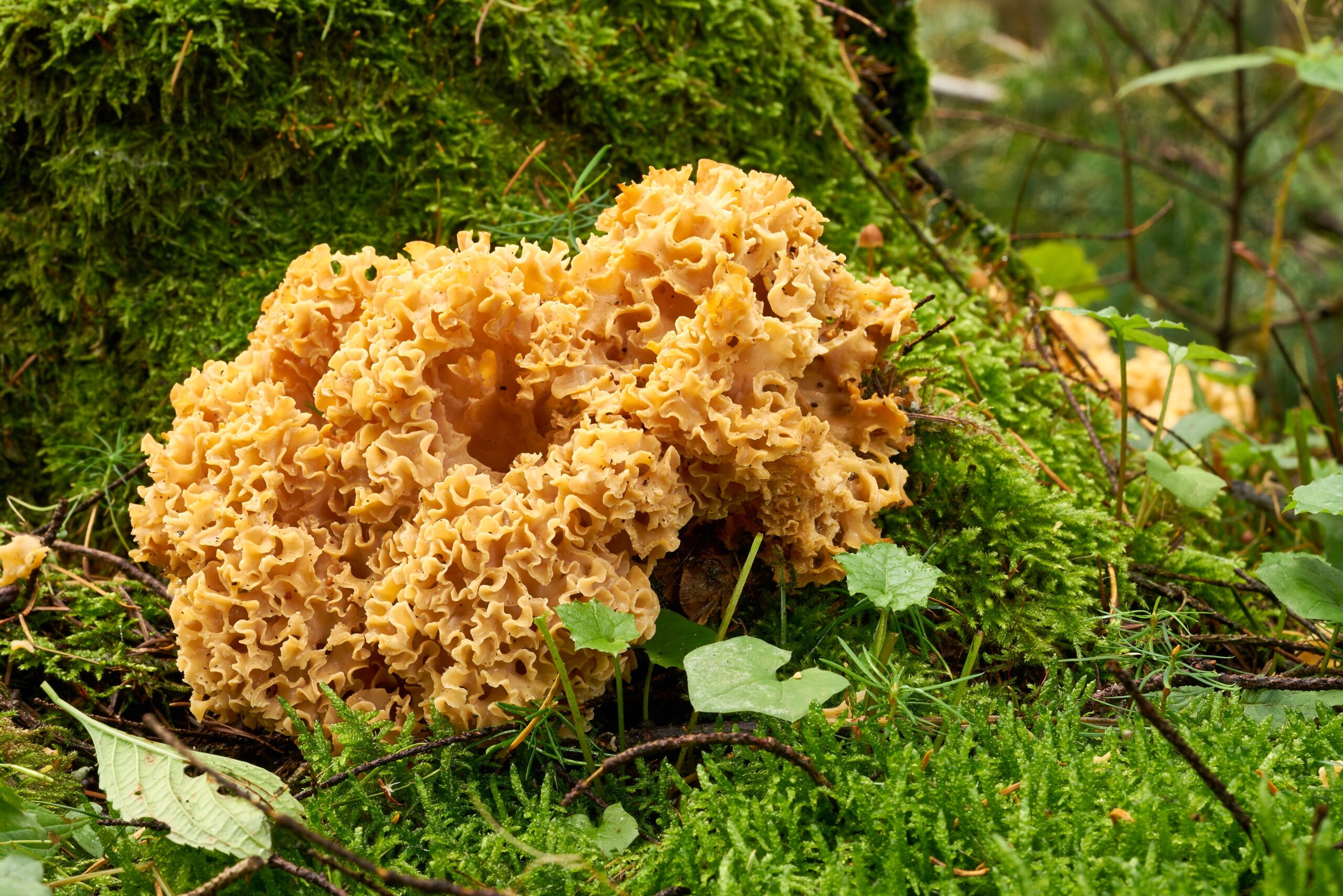 Pilze: Krause Glucke an einem abgestorbenen Baumstumpf im Wald