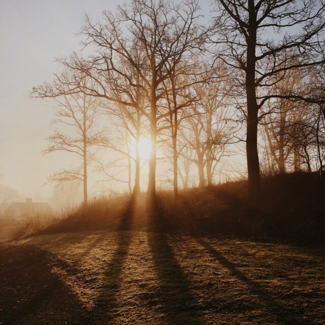 Gesündere Weihnachten: winterliche Landschaft mit Bäumen bei Sonnenuntergang