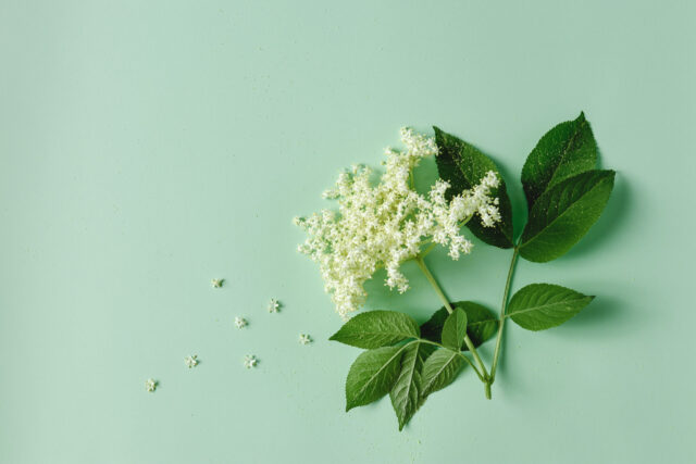 Holunderbl&uuml;te auf leicht gr&uuml;nem Hintergrund