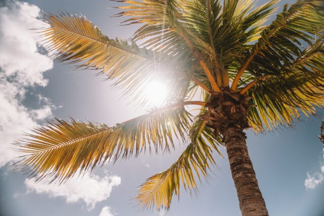Sonnenbrille: Sonne hinter Palme