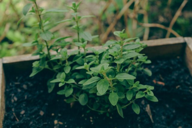 K&uuml;chenkr&auml;uter: Oregano