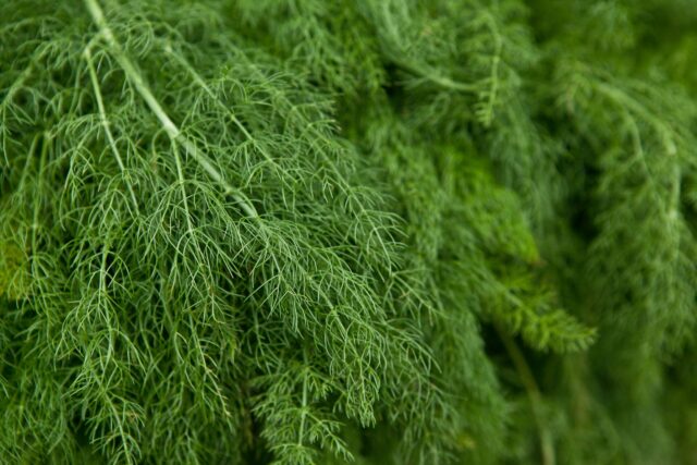 K&uuml;chenkr&auml;uter: Dill