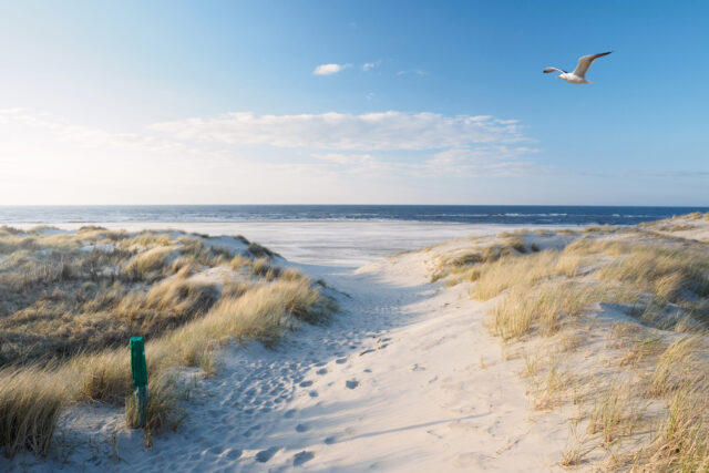 Sommerurlaub Norddeutschland: Strand, Dünen, Möve an der Nordsee.