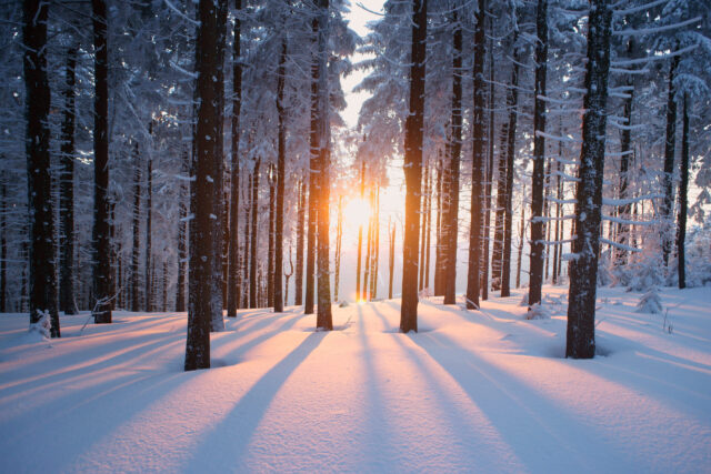 Winterblues: Sonnenaufgang in einem verschneiten Wald